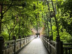 -西双版纳原始森林公园