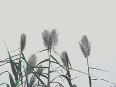 -重庆彩云湖湿地公园