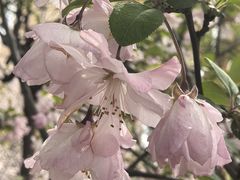 -高东镇樱花园