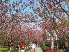 -高东镇樱花园