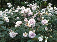 -人民公园(罗湖区)