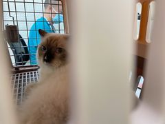 -美联众合动物医院·24h京西诊疗中心