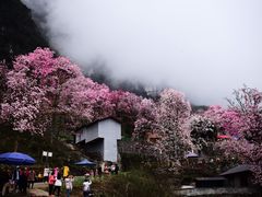 -九皇山景区