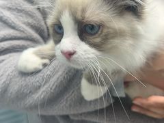 -纳吉亚猫专科动物诊疗中心(蒋宅口分院)