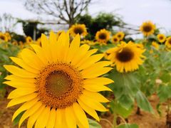 -武汉紫薇都市田园