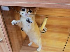 -猫十亿·布偶金渐层·曼基康矮脚猫舍(青年路店)