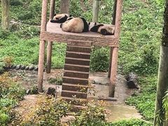 -中国大熊猫保护研究中心雅安碧峰峡基地