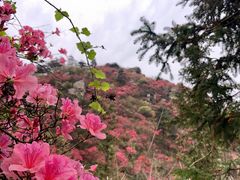 -木兰云雾山