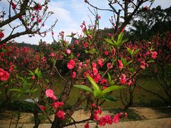 -南国桃园旅游度假区