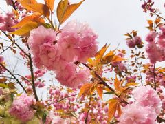 -合肥滨湖国家森林公园