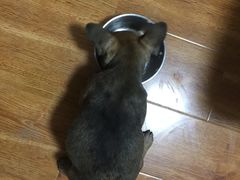 -翊宠yipet猫狗购宠庄园犬舍•猫舍