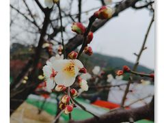 -香雪海