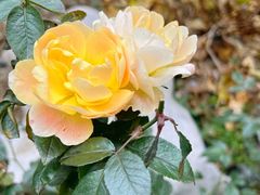 -沈厅酒家(周庄店)