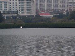 -白鹭洲公园
