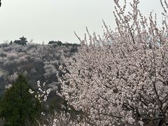 -白水寺森林公园