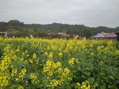 -红山村