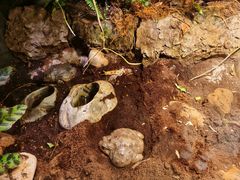 -正佳雨林生态植物园
