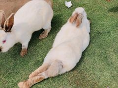 -前小桔亲子创意农场·草莓采摘·露营烧烤