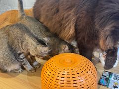 -豆逗聊愈猫阁Easy Life