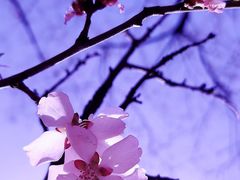 -桃花堤公园