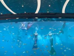 -瑞德姆美人鱼海底演艺主题餐厅(亚龙湾店)