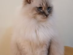 -滚猫咖啡·猫咖·猫友好撸猫(未来城店)