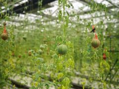 -兰陵国家农业公园