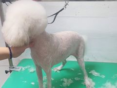 -小叮当动物医院·骨科·眼科