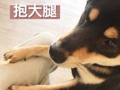 -柴犬高等学院·狗咖·柴犬售卖·宠物训练