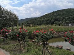 -龙寺生态园