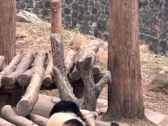 -都江堰中华大熊猫苑