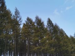 -塞罕坝国家级自然保护区