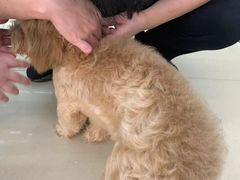 -瑞派动物医院·猫专科·至诚(江南中分院)