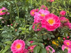 -都江堰玫瑰花溪谷