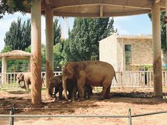 -石家庄市动物园