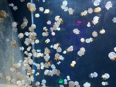 -海合安天津极地海洋公园