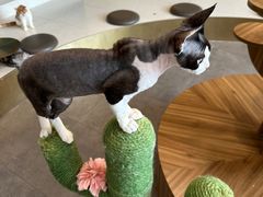 -飞行喵MR PILOT|猫舍·猫咖(静安大融城店)