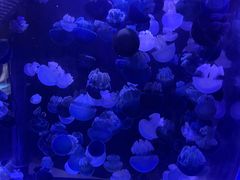 -海合安青岛极地海洋公园
