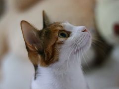 -四月宠物医院·猫专科·心脏专科·内科(转塘店)