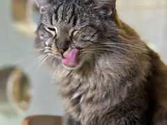 -豆逗聊愈猫阁Easy Life