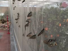 -南宫五洲植物乐园