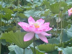 -东升八家郊野公园