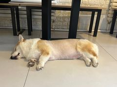 -平行世界·猫咖(首经贸店)