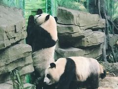 -灵玲国际马戏城