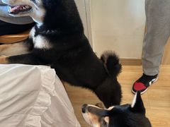 -柴の食堂·日式家庭料理·熊之肆(大学路店)