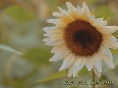 -花开海上生态园