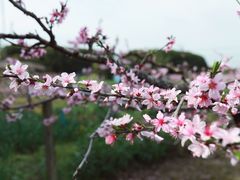 -南汇桃花村