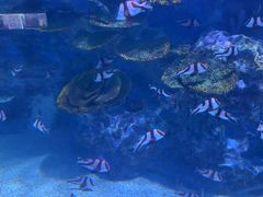 -海合安成都极地海洋公园