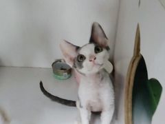 -Bastet sally猫舍购宠(静安店)