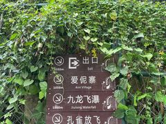 -西双版纳原始森林公园